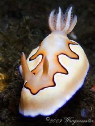 "Vanilla flavoured with caramel topping" Chromodorididae ... by Marco Waagmeester 